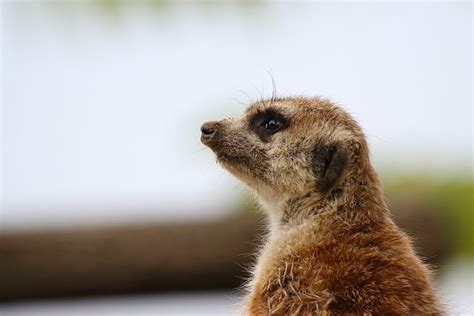 Meerkat Animal Wildlife - Free photo on Pixabay - Pixabay
