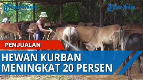 Idul Adha Inilah Tata Cara Dan Syarat Sah Penyembelihan Hewan