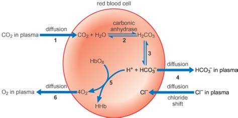 Chloride Shift Occurs In Response To