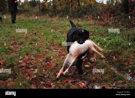 Gun dog black labrador retriever bringing back a hare hi-res stock ...