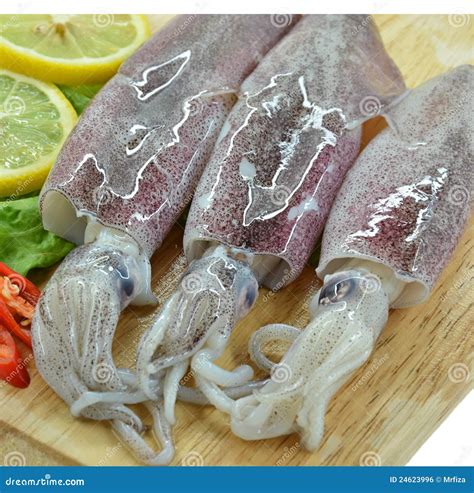 Fresh Raw Calamari Stock Photo Image Of Freshness Healthy 24623996