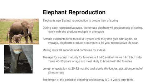 Elephant Reproductive Organs Pictures