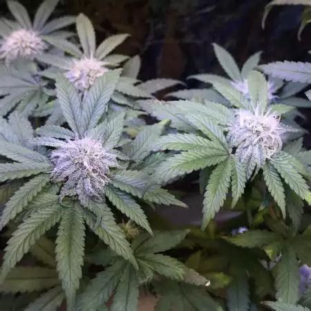 Ethos Cookies R2 Strain Info Ethos Cookies R2 Weed By ETHOS Genetics