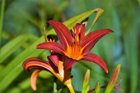 2560x1440 wallpaper | orange and red lilies | Peakpx