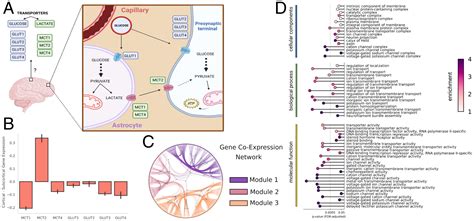 Whole Brain Neuronal Mct2 Lactate Transporter Expression Links Metabolism To Human Brain