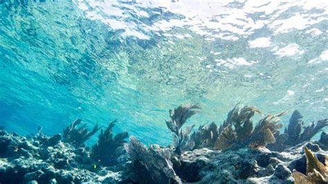 Us South Florida Ocean Temps Reach Hot Tub Levels Uae Times