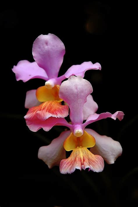 Thai orchids stock image. Image of black, benbonii, orchid - 14232723