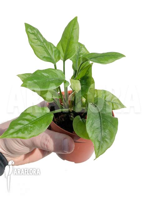 Araflora Exotic Flora And More Anthurium Jungle Bush Dwarf Very Small