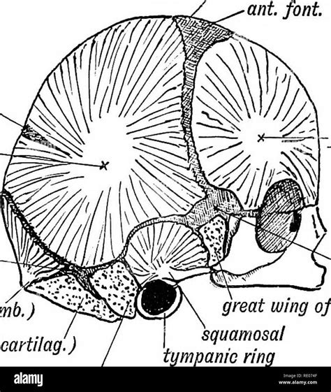 Parietal Eminence