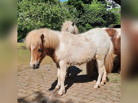 Poneys Shetland Jument 1 Année 70 cm in Insel Mainau