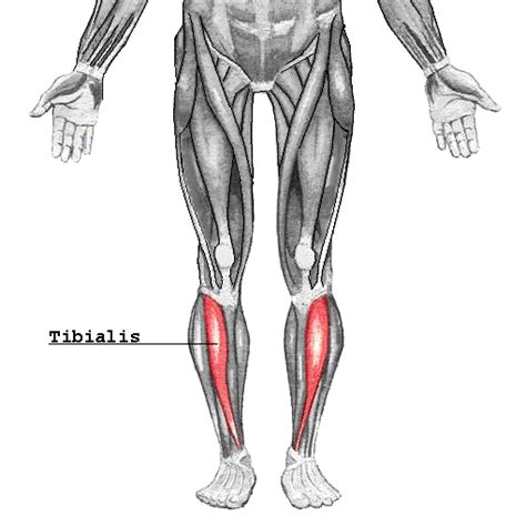 Tibialis Anterior Muscle Wikipedia