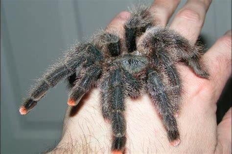 How to Take Care of a Pink Toe Tarantula - thedailyactivist.com