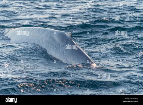 Ballena Azul Balaenoptera Musculus Fotografías E Imágenes De Alta Resolución Alamy