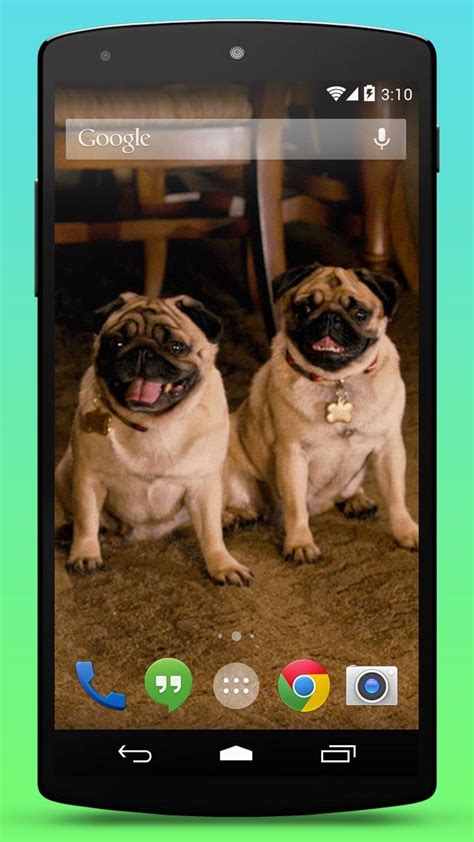 Cute Pugs Live Wallpaper Apk For Android Download