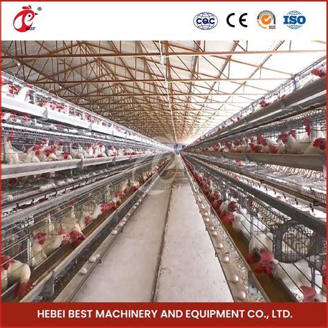 Bestchickencage Ordinary Type Layer Cage China Modern Chicken Layer