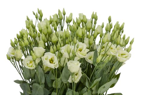 Лизиантусы Mariachi Green — купить в Риге на сайте FlowerShop.lv