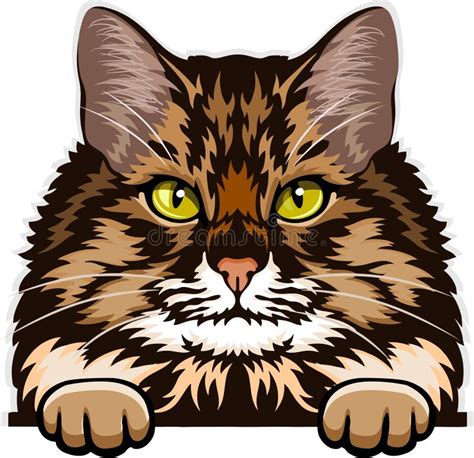 Siberian Cat Color Vector Peeking Cats Cats Breed Pet Vector