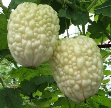 Winter Melon Seeds 10Pcs - Best Seeds Online | Free Shipping Worldwide ...