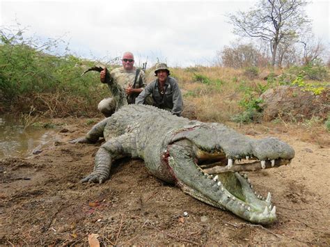 What Eats A Crocodile? 5 Predators That Prey On Crocodiles