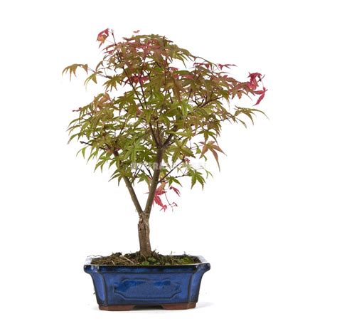 Acer palmatum deshojo Bonsái 9 años Arce japonés Mistral Bonsai