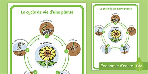 Poster D Affichage Le Cycle De Vie D Un Tournesol Twinkl