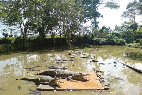 Penangkaran Buaya Balikpapan Daya Tarik Harga Tiket Dan Rute