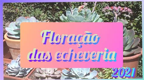 suculentas floração das echeveria gila valentina diva YouTube