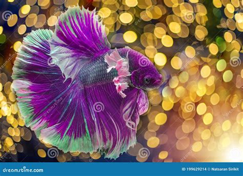 Splendens рыбы красивых фиолетовых лучших рыбы фиолетовые сиамские ...
