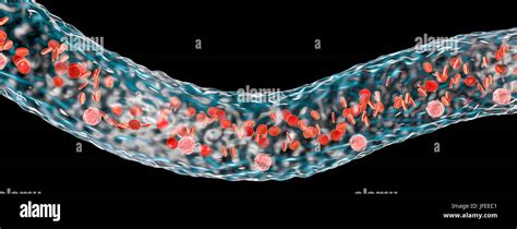 Blood Vessel With Blood Cells Side View Computer Illustration Red