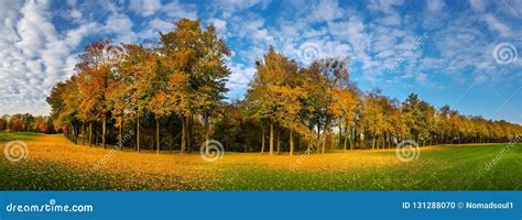 Yellow Leaf Fall Meadow In Autumn Park Panorama Stock Photo Image