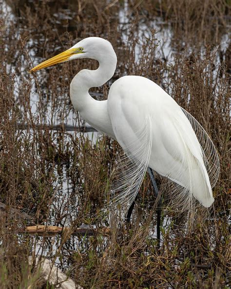 Great Egret Plumes Photograph by Bruce Frye - Fine Art America