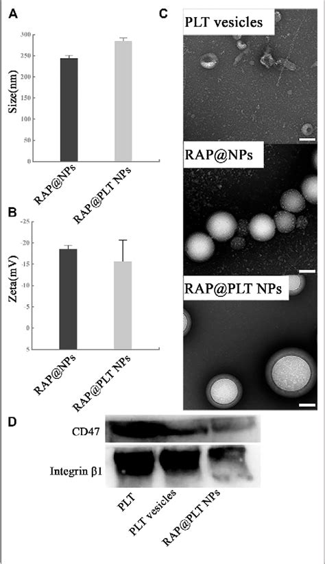 Figure From Platelet Membrane Biomimetic Nanoparticles Combined With