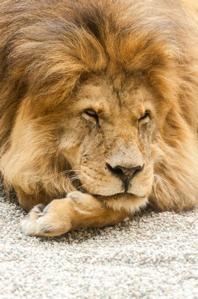 Resting Lion Free Stock Photo Public Domain Pictures