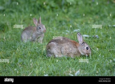 European Rabbits Oryctolagus Cuniculus Two Grass Stock Photo Alamy