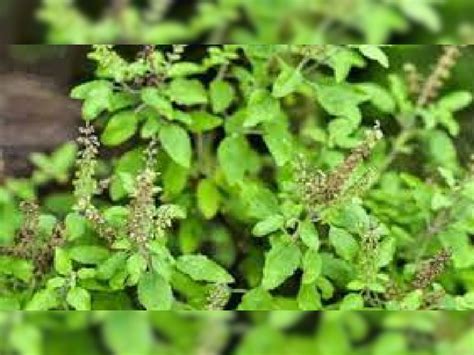 Vastu Tips For Tulsi Do Not Give Water And Workship Tulsi Plant On This