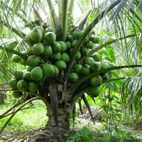 Kelapa Hibrida