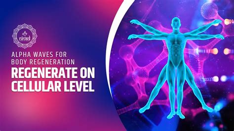 Regenerate On A Cellular Level For Complete Body Healing Alpha Waves For Body Regeneration