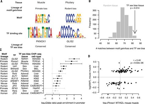 Conservation Acquisition And Functional Impact Of Sex Biased Gene Expression In Mammals Science