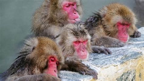 Monkey captured and killed by authorities in Japan for 'terrorising and ...