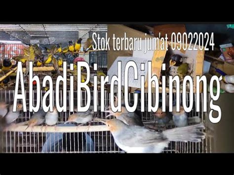 Update Stok Burung Jum At Full Stok Burung Burung Kecil