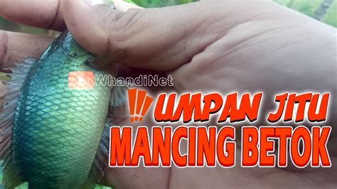 Mancing Ikan Betok Ikan Papuyu Pakai Umpan Kroto Youtube