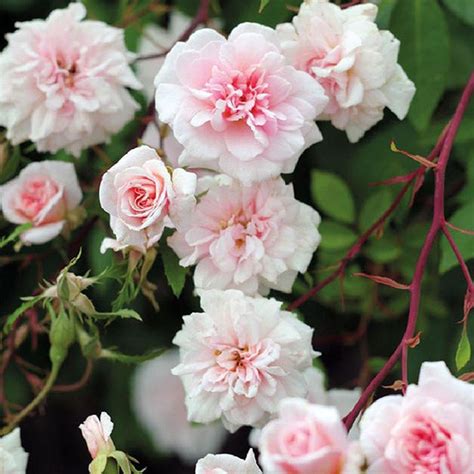 Cécile Brunner Wild Rose Nursery