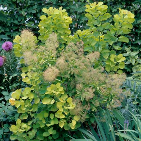 Smokebush Golden Spirit Cotinus Coggygria Mygardenlife