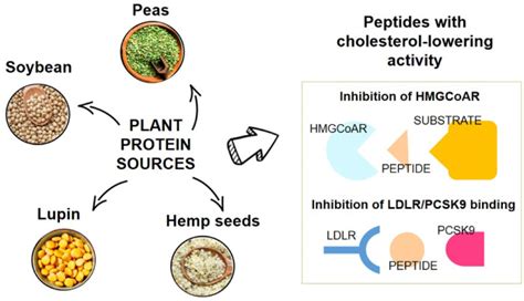 Challenges and Opportunities for Mycoprotein-Based Food Products - The ...