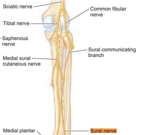 SURAL NERVE