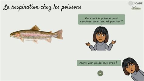 La Respiration Chez Les Poissons