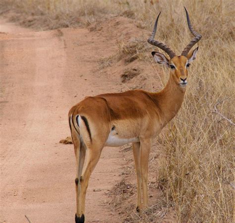 Antelope Flashcards Memorang
