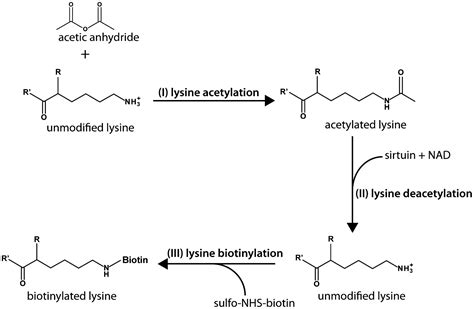 Lysine Acetylation Mechanism