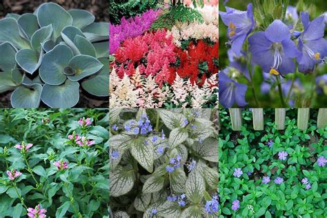 21 Gorgeous Shade Perennials For Zone 3