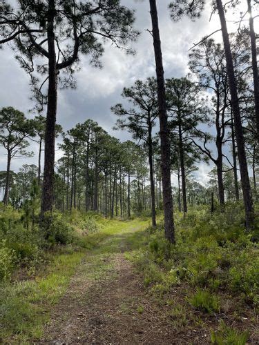 Best Hikes and Trails in Lake Kissimmee State Park | AllTrails